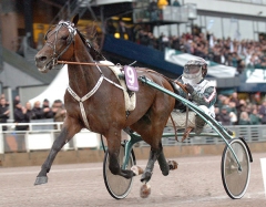 Maharajah startade från spår nio i Kriteriefinalen. Foto; C.Kärrstrand